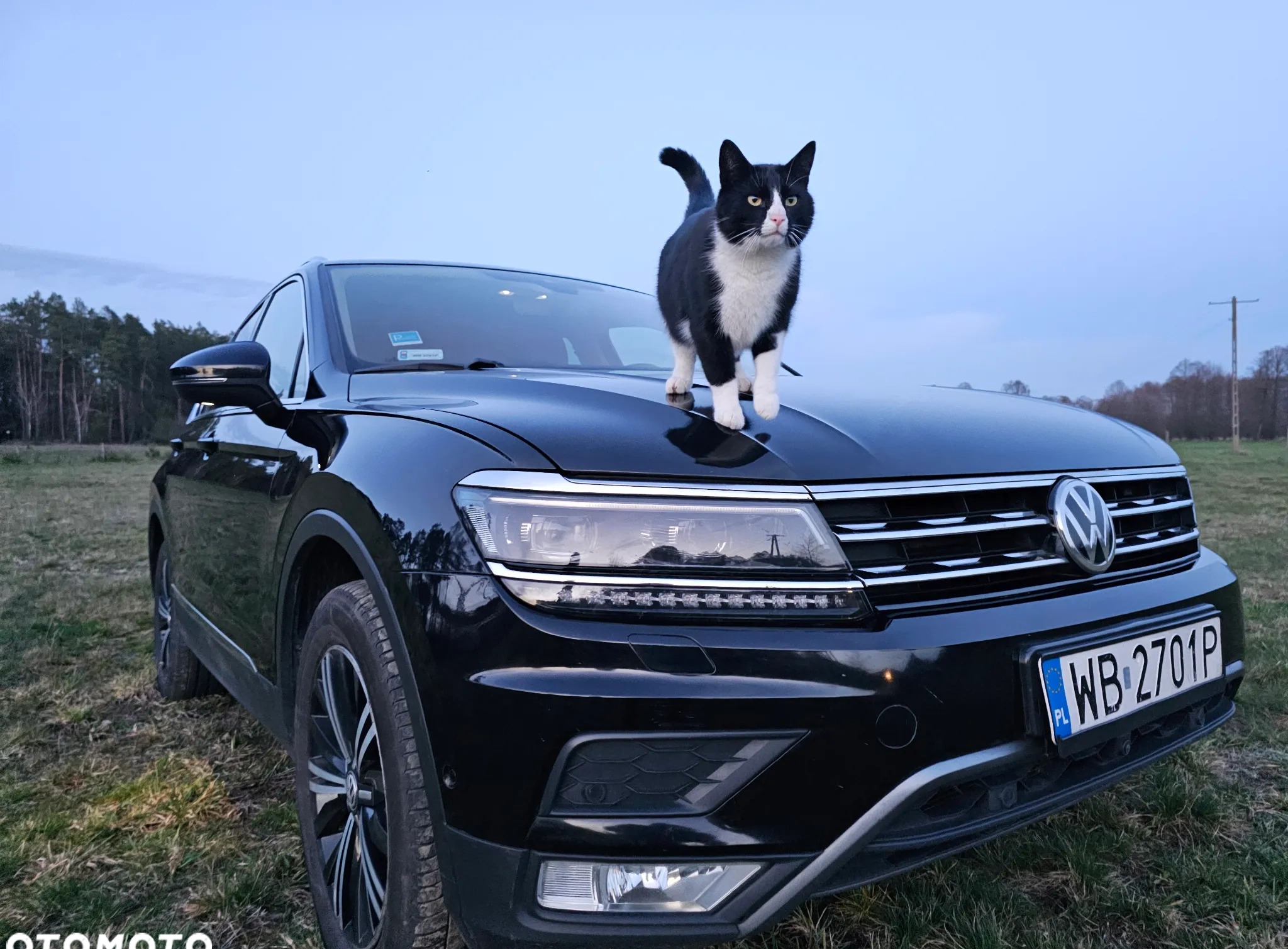 Volkswagen Tiguan cena 104550 przebieg: 180000, rok produkcji 2017 z Warszawa małe 232